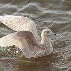 Polarmöwe ( Larus glaucoides )