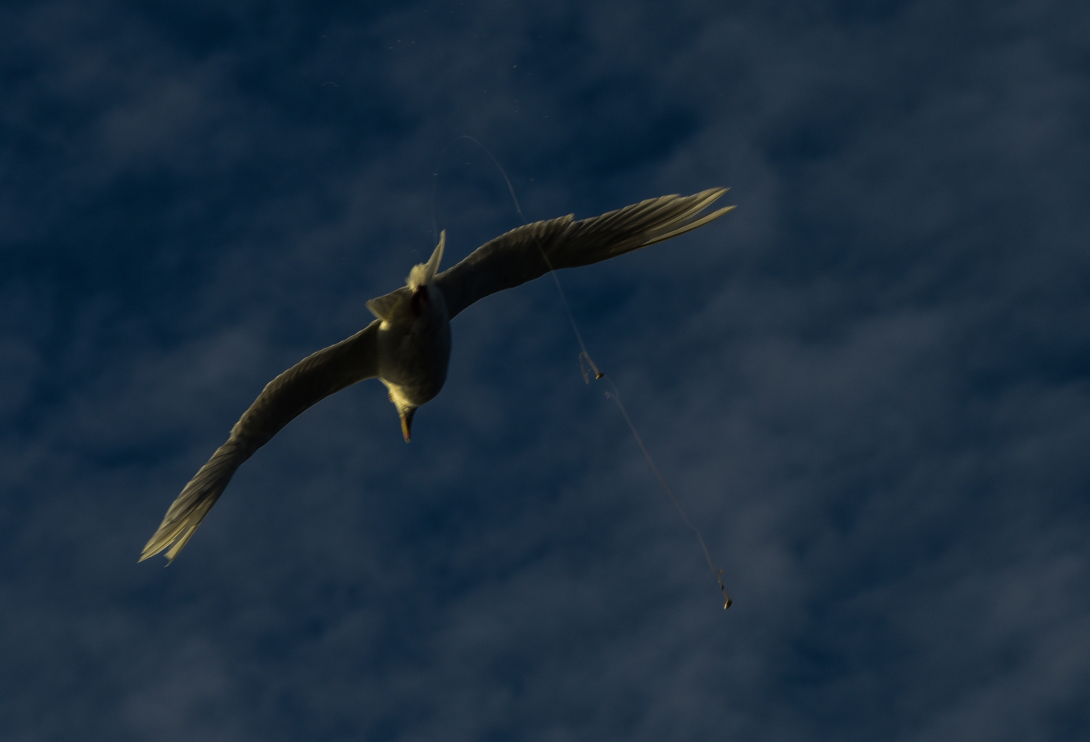 Polarmöwe-Larus glaucoides. DSC_2201