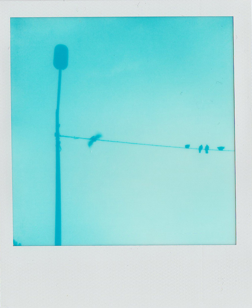 Polaroid 600