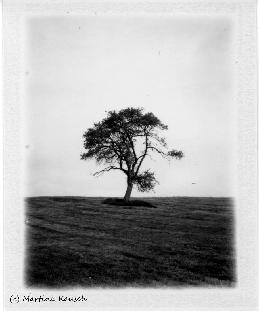 Polaroid: Alter Obstbaum auf Wiese