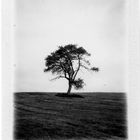 Polaroid: Alter Obstbaum auf Wiese