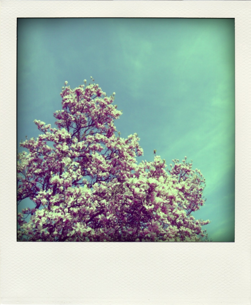 Polaroid Magnolienbaum