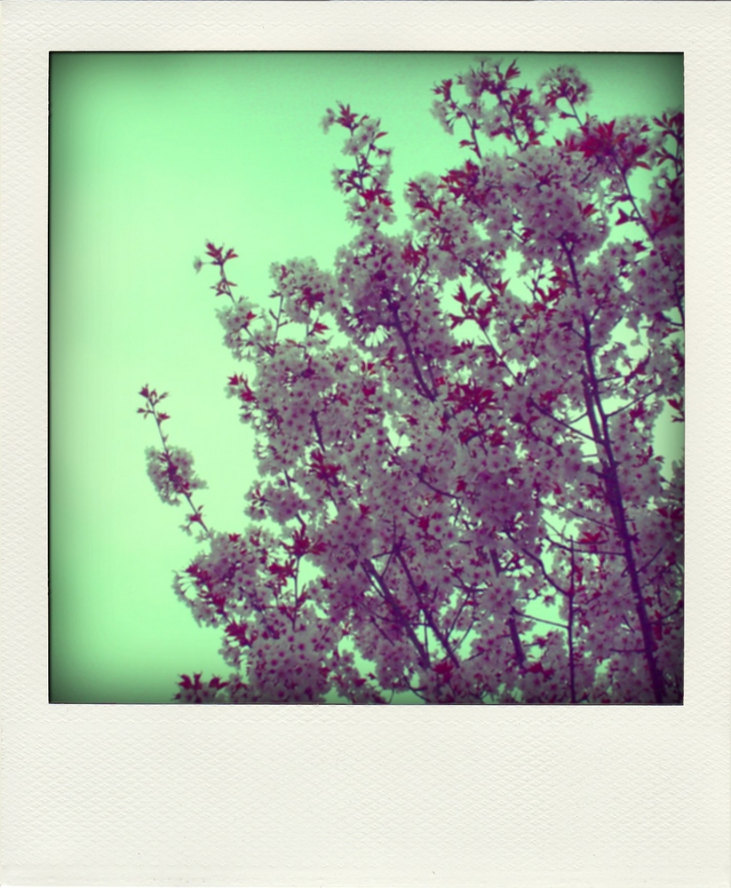 Polaroid Rosa Blüten