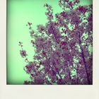 Polaroid Rosa Blüten