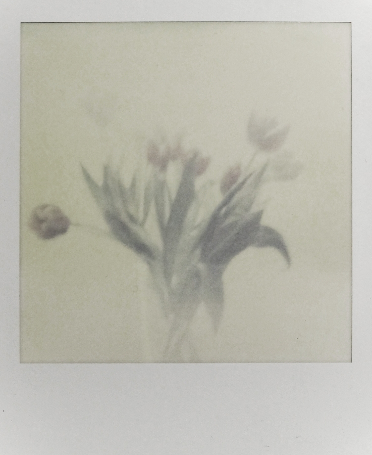 Polaroid (Tulpen)