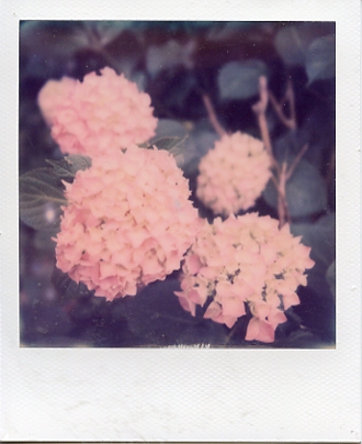 POLAROID009