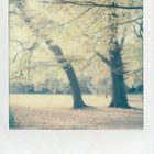 POLAROID027