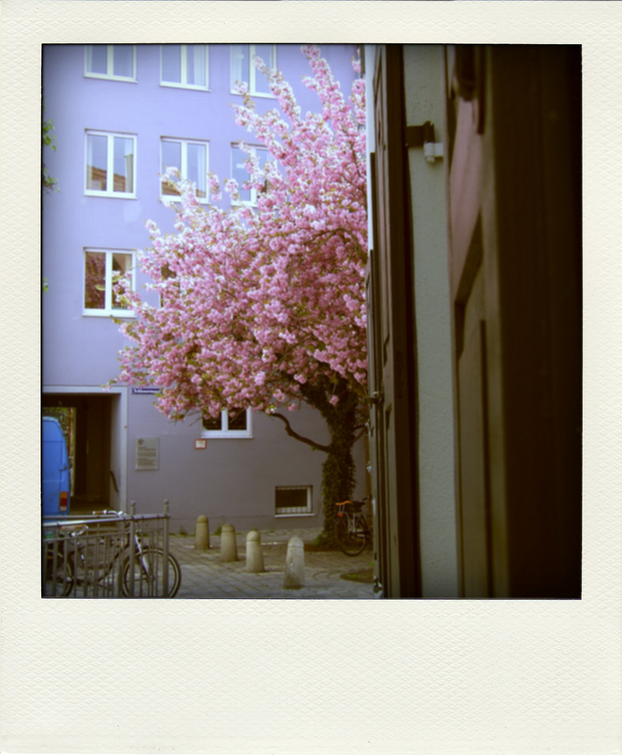 Polaroid_Blüten