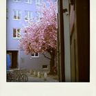 Polaroid_Blüten