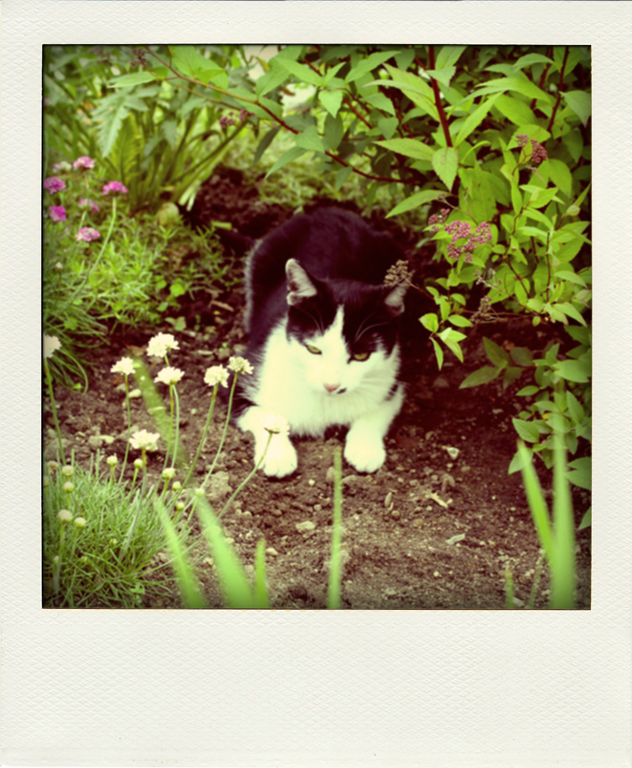 Polaroidfoto Katze