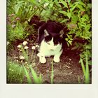 Polaroidfoto Katze