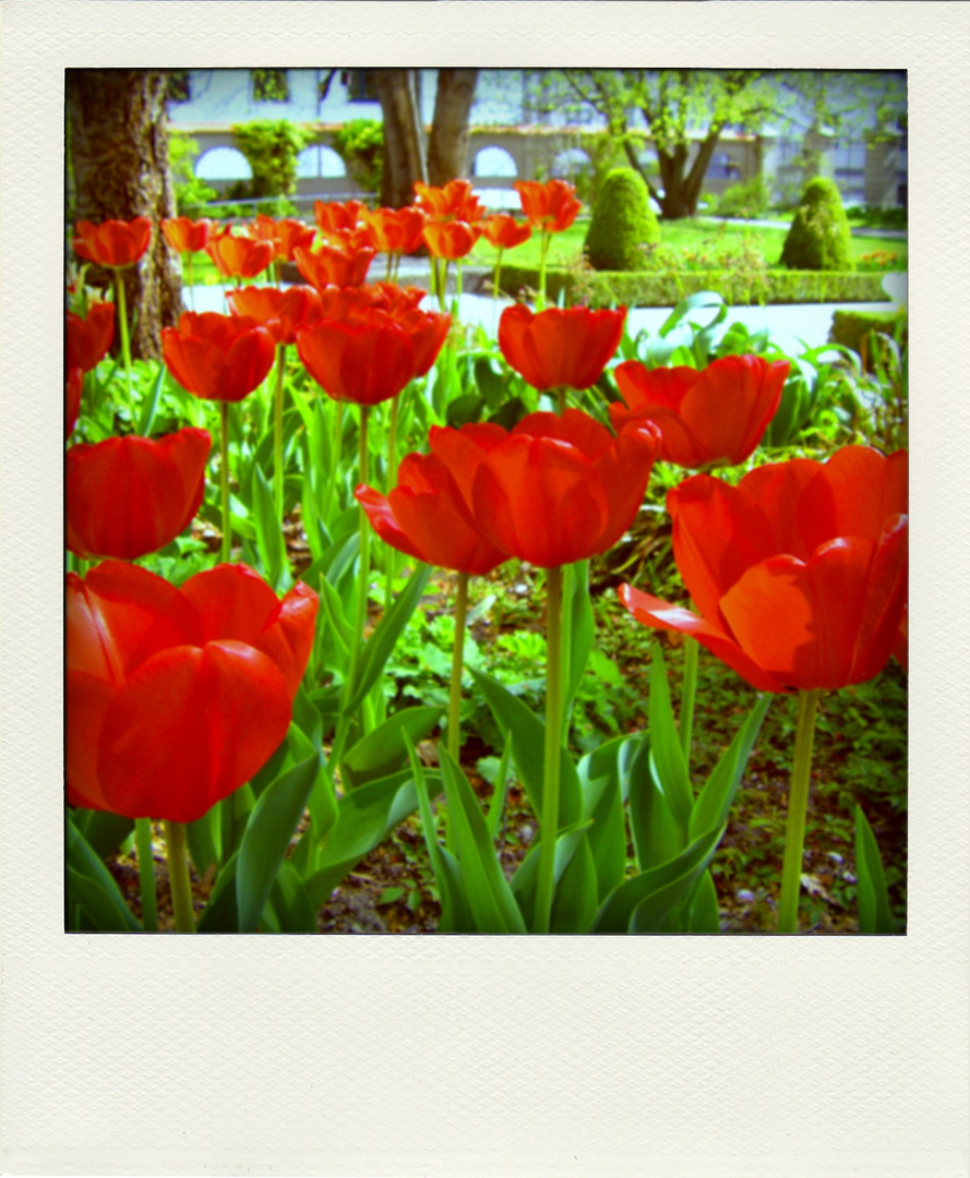 Polaroid_Tulpen