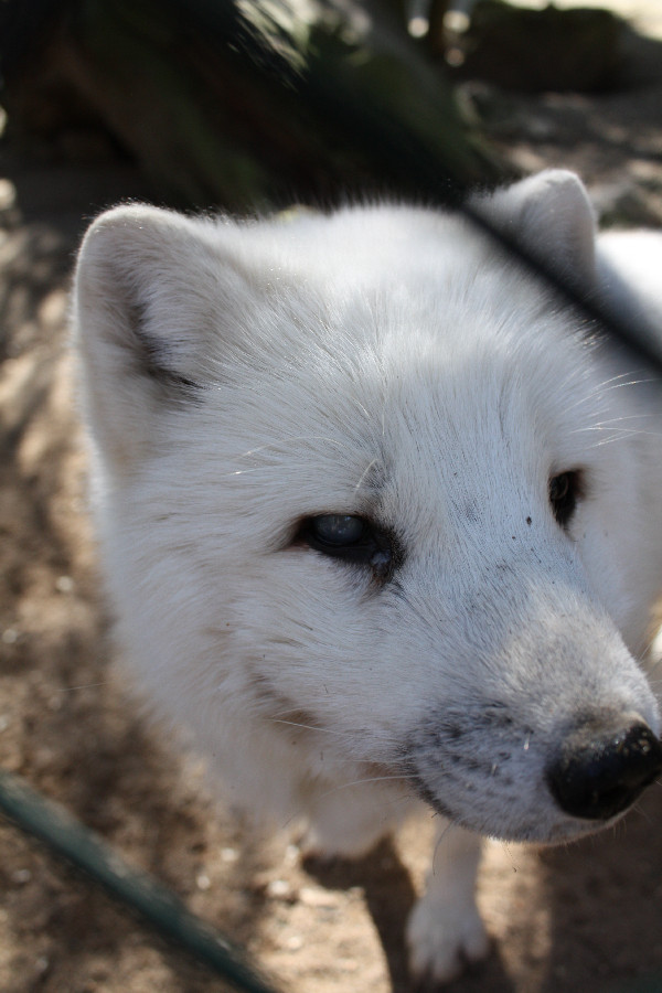 Polar/Schnee Fuchs