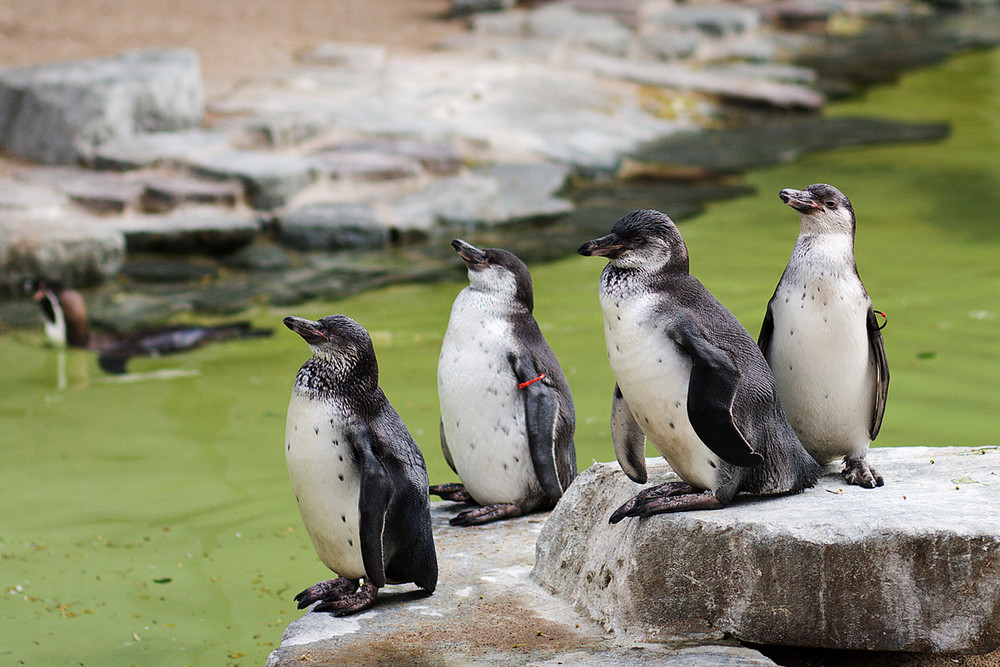 Polarvögel. Im Volksmund auch als Pinguin bekannt.