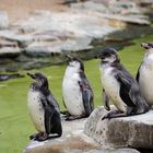 Polarvögel. Im Volksmund auch als Pinguin bekannt.