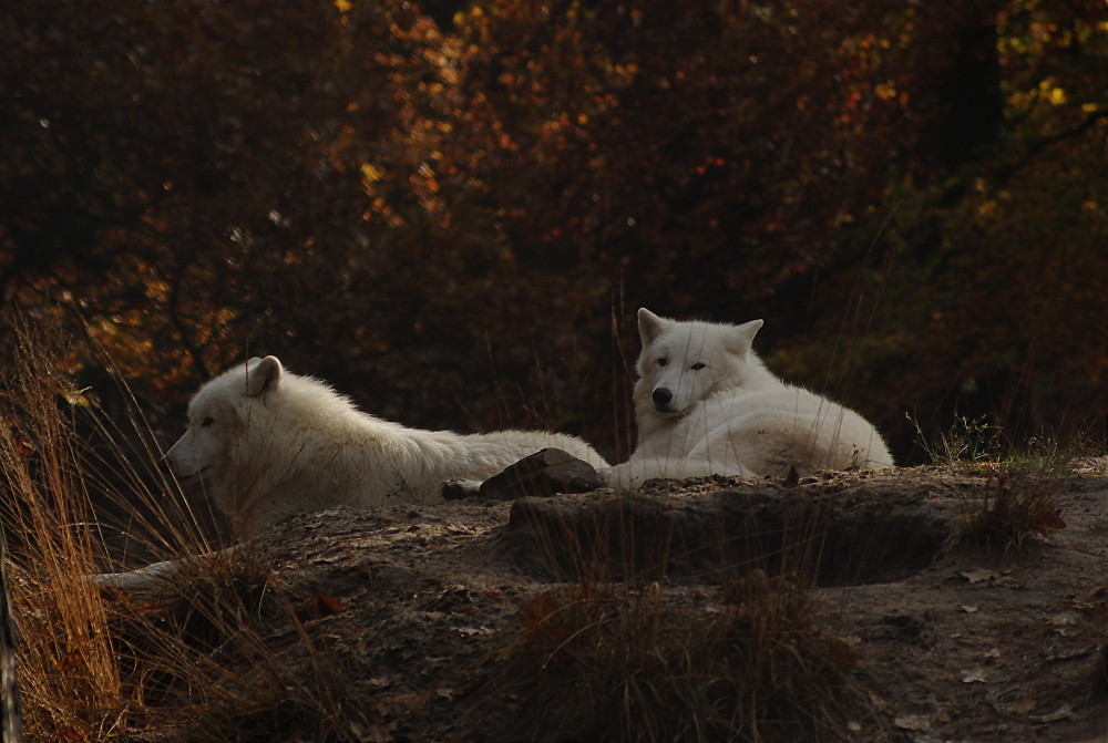 Polarwölfe