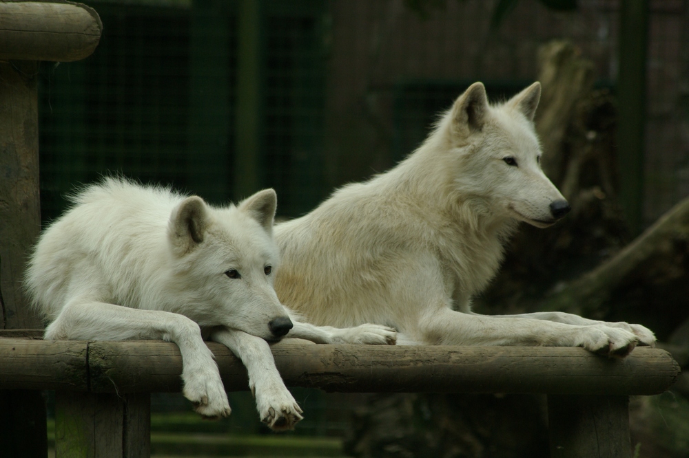 Polarwölfe bei der Siesta