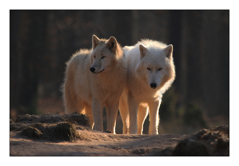 Polarwölfe im Morgenlicht