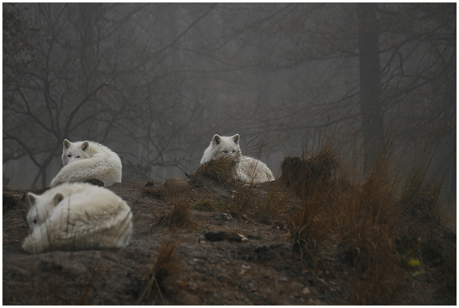 Polarwölfe im Morgennebel 2