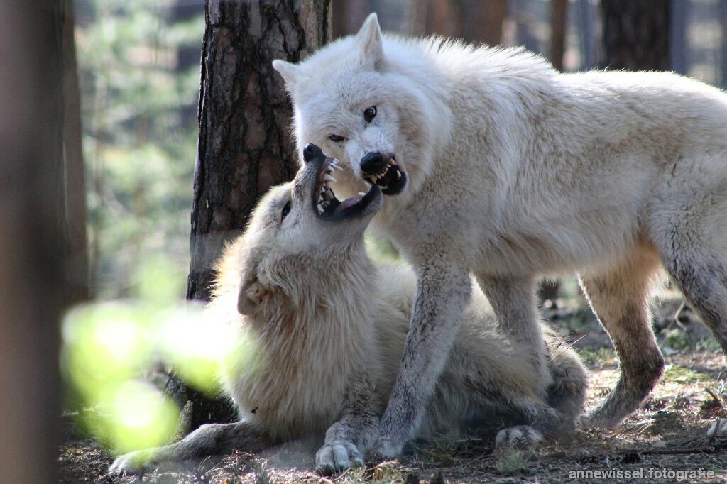 Polarwölfe im Wildpark Johannismühle