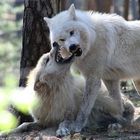 Polarwölfe im Wildpark Johannismühle