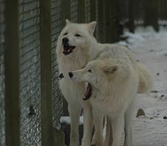 Polarwölfe in der Heide