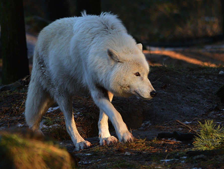 Polarwölfin NAAJA