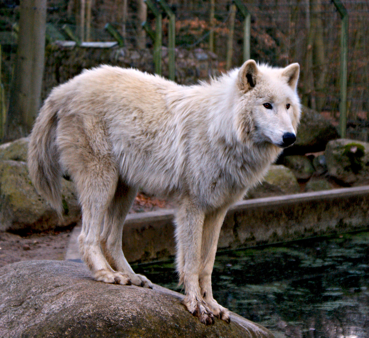 Polarwolf