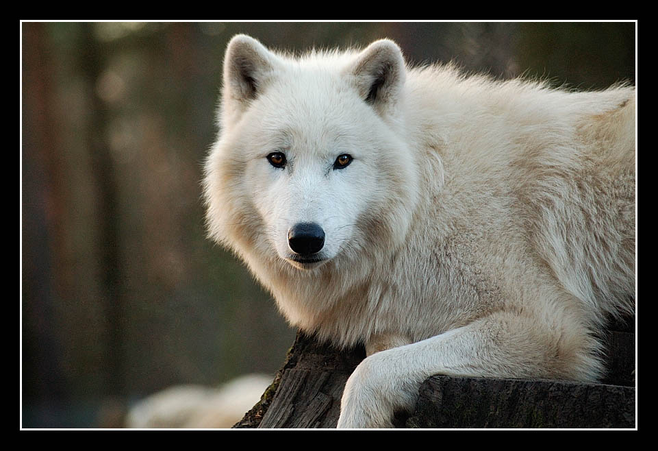 Polarwolf