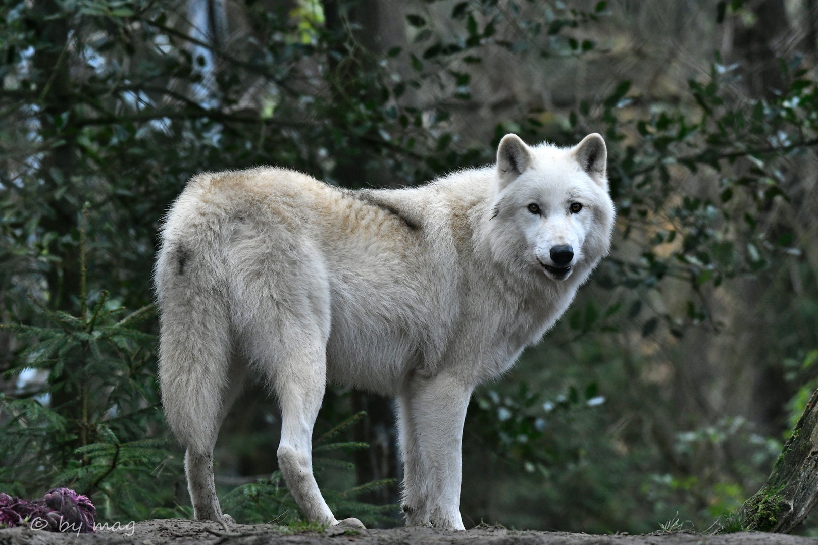 Polarwolf