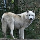 Polarwolf