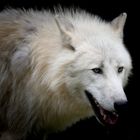 Polarwolf