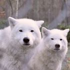 Polarwolf