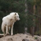 Polarwolf (1)