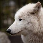 Polarwolf