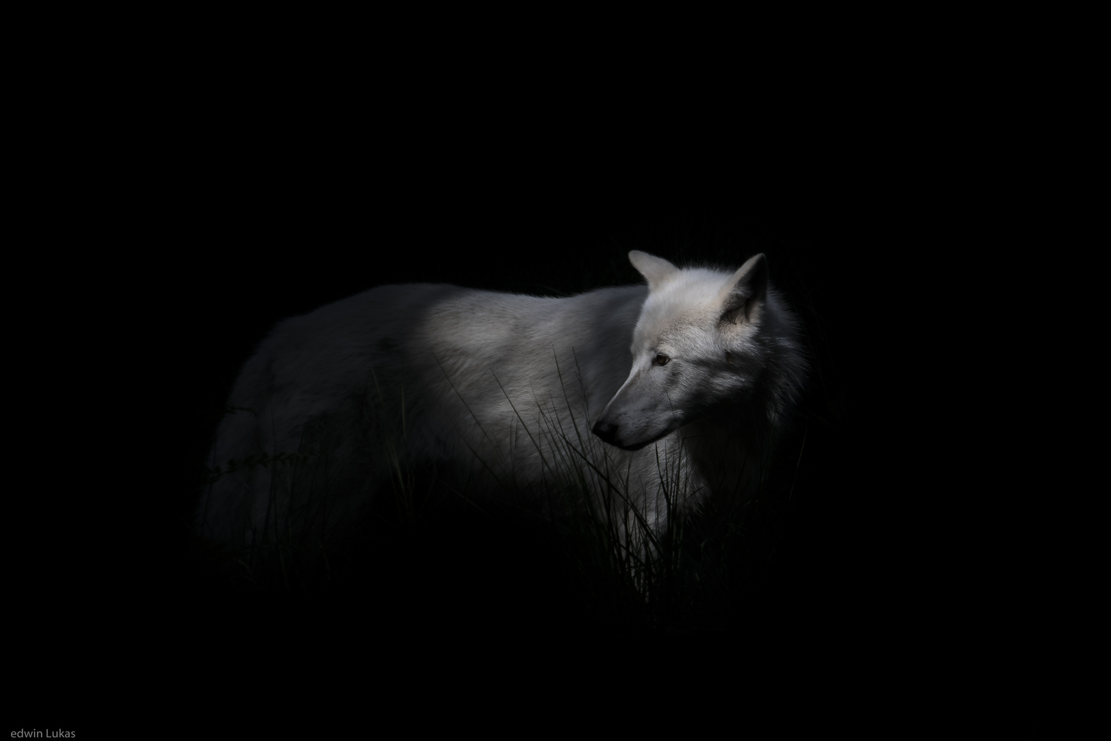 Polarwolf