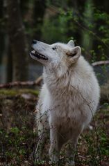 Polarwolf