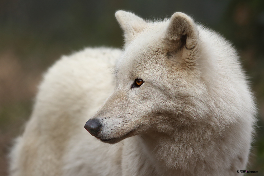 Polarwolf (2)