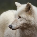 Polarwolf (2)