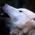 Polarwolf