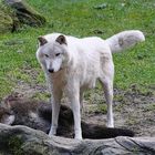 Polarwolf