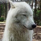 Polarwolf