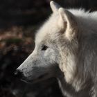 Polarwolf