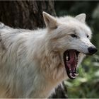 Polarwolf