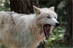 Polarwolf