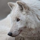 Polarwolf