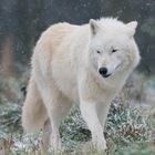 Polarwolf