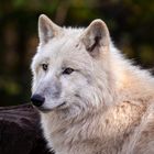 Polarwolf