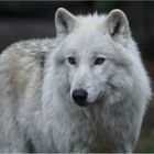 Polarwolf