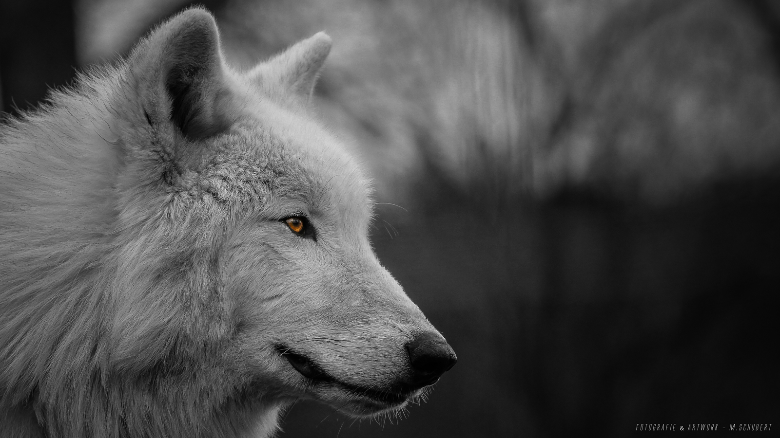 Polarwolf